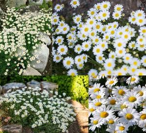 6 adet Yer örtücü papatya fidesi anthemis carpatica
