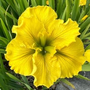 Golden Fireworks iris Louisiana saksıda yetişmiş süsen