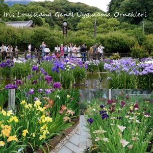 Golden Fireworks iris Louisiana saksıda yetişmiş süsen