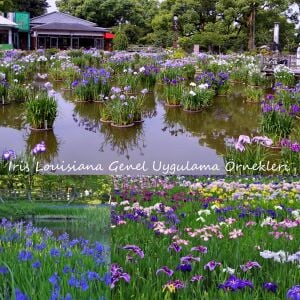Golden Fireworks iris Louisiana saksıda yetişmiş süsen