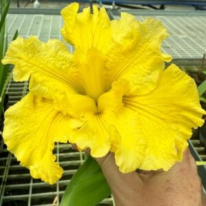 Golden Fireworks iris Louisiana saksıda yetişmiş süsen