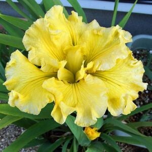 Golden Fireworks iris Louisiana saksıda yetişmiş süsen