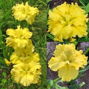 Golden Fireworks iris Louisiana saksıda yetişmiş süsen