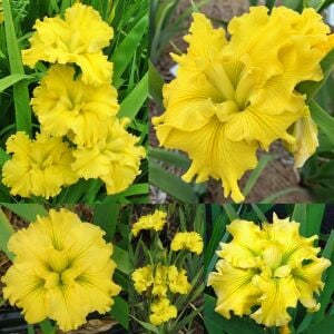 Golden Fireworks iris Louisiana saksıda yetişmiş süsen
