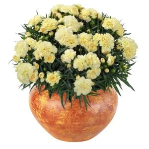 Bodur Sarı karanfil çiçeği suncharm yellow dianthus