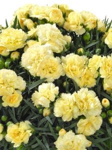 Bodur Sarı karanfil çiçeği suncharm yellow dianthus