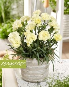 Bodur Sarı karanfil çiçeği suncharm yellow dianthus