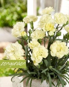 Bodur Sarı karanfil çiçeği suncharm yellow dianthus