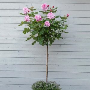 Rosengrafin Marie Henriette yoğun kokulu gül fidanı aşılı 3+ yaş