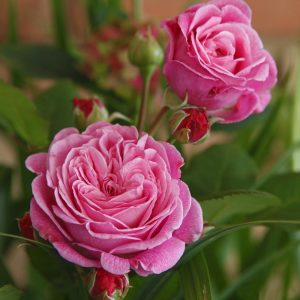 Rosengrafin Marie Henriette yoğun kokulu gül fidanı aşılı 3+ yaş