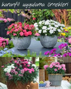 Bodur Sarı karanfil çiçeği suncharm yellow dianthus