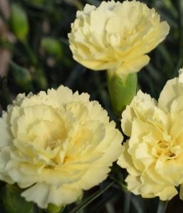 Bodur Sarı karanfil çiçeği suncharm yellow dianthus