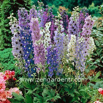 Bodur hezaren tohumu delphinium magic fountains mix