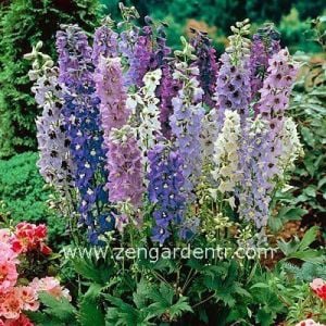 Bodur hezaren tohumu delphinium magic fountains mix