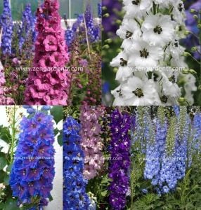 Bodur hezaren tohumu delphinium magic fountains mix