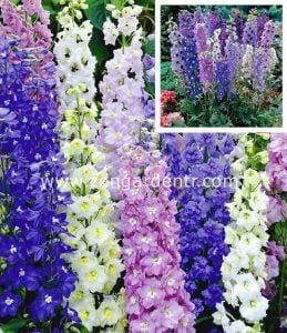 Bodur hezaren tohumu delphinium magic fountains mix
