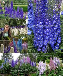 Bodur hezaren tohumu delphinium magic fountains mix