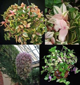 Gökkuşağı telgraf çiçeği fidesi tradescantia fluminensis