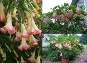 Parfüm kokulu pembe brugmansia fidanı melek borazanı suaveolens