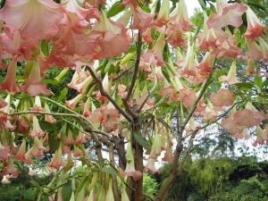 Parfüm kokulu pembe brugmansia fidanı melek borazanı suaveolens