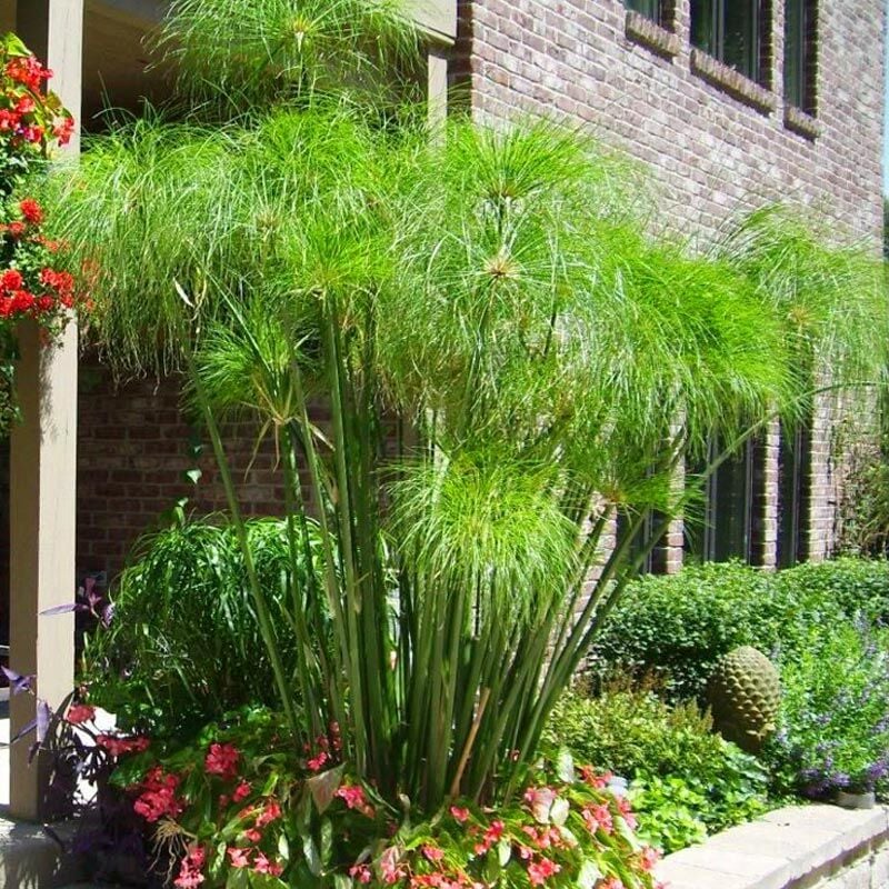 Papirüs bitkisi fidesi cyperus papyrus iç ve dış mekan