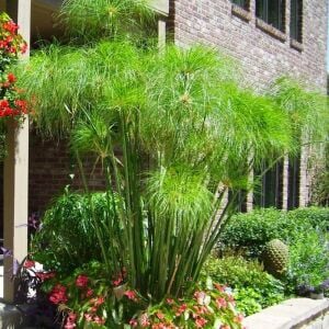 Papirüs bitkisi fidesi cyperus papyrus iç ve dış mekan