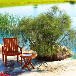 Papirüs bitkisi fidesi cyperus papyrus iç ve dış mekan