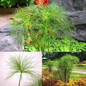 Papirüs bitkisi fidesi cyperus papyrus iç ve dış mekan
