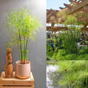 Papirüs bitkisi fidesi cyperus papyrus iç ve dış mekan