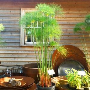 Papirüs bitkisi fidesi cyperus papyrus iç ve dış mekan