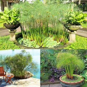 Papirüs bitkisi fidesi cyperus papyrus iç ve dış mekan