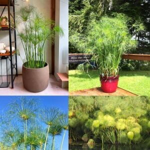 Papirüs bitkisi fidesi cyperus papyrus iç ve dış mekan