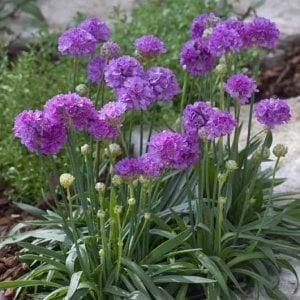 Armeria ballerina fidesi leylak çiçekli