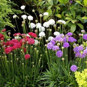 Armeria ballerina fidesi leylak çiçekli