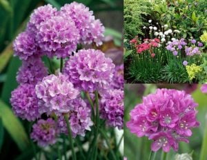 Armeria ballerina fidesi leylak çiçekli