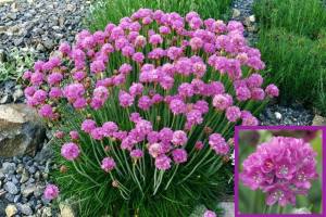 Armeria ballerina fidesi leylak çiçekli