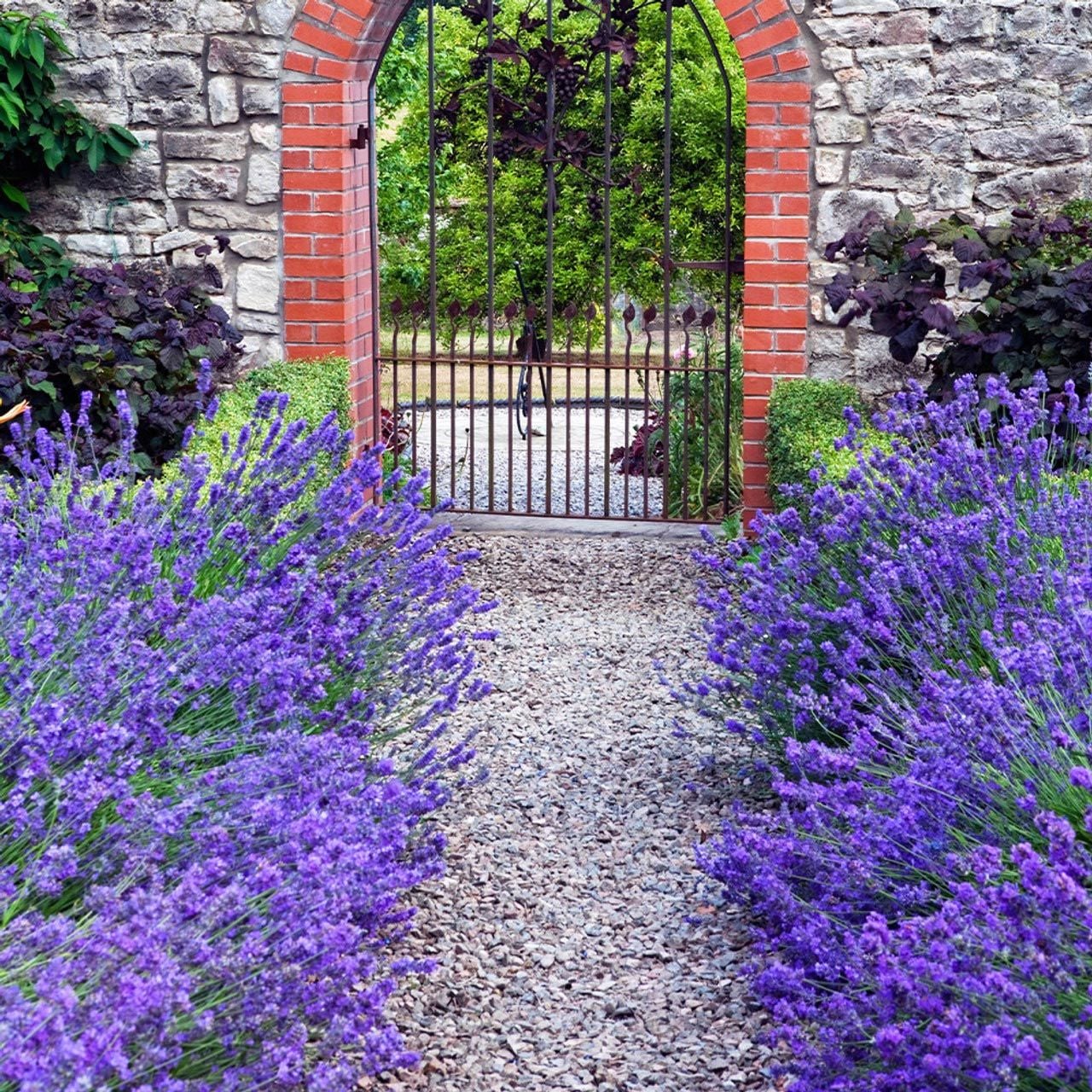 Bodur munstead lavanta fidesi kokulu mavi çiçekli lavandula angustifolia