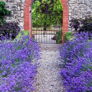 Bodur munstead lavanta fidesi kokulu mavi çiçekli lavandula angustifolia