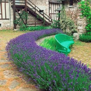 Bodur munstead lavanta fidesi kokulu mavi çiçekli lavandula angustifolia