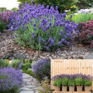 Bodur munstead lavanta fidesi kokulu mavi çiçekli lavandula angustifolia