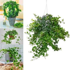 Sarmaşık hedera helix green küçük yapraklı varyete