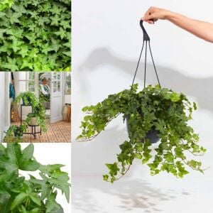 Sarmaşık hedera helix green küçük yapraklı varyete