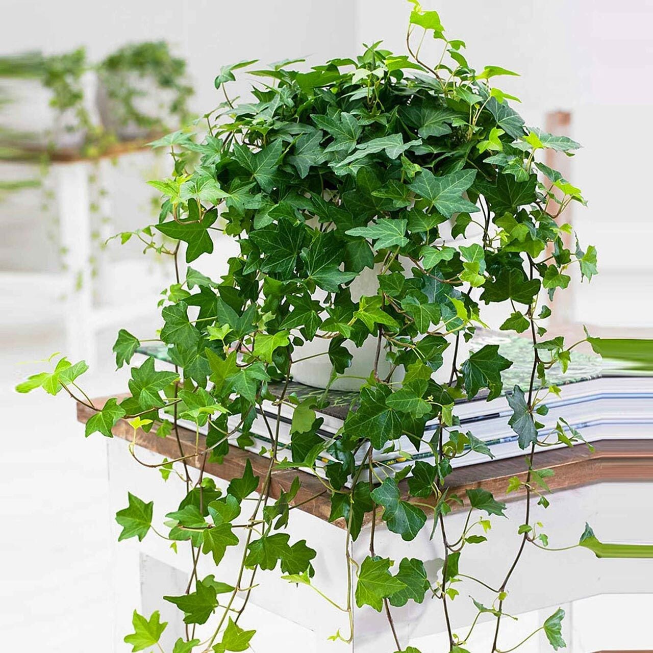 Sarmaşık hedera helix green küçük yapraklı varyete