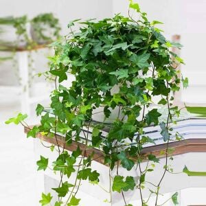 Sarmaşık hedera helix green küçük yapraklı varyete