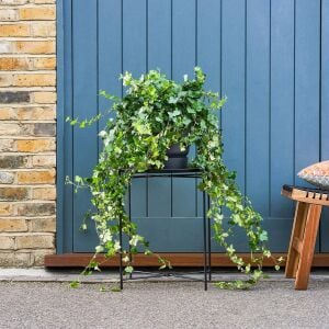 Sarmaşık hedera helix green küçük yapraklı varyete