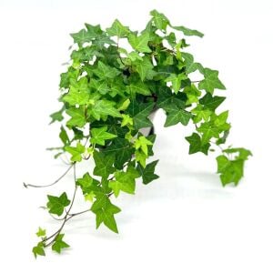 Sarmaşık hedera helix green küçük yapraklı varyete