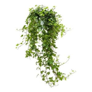 Sarmaşık hedera helix green küçük yapraklı varyete