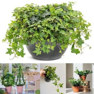 Sarmaşık hedera helix green küçük yapraklı varyete