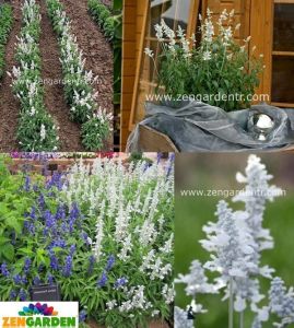 Beyaz salvia farinacea tohumu çok yıllık çalı formlu