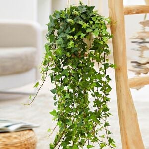 Sarmaşık hedera helix green küçük yapraklı varyete